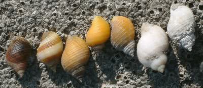 Dogwhelk colour variation 